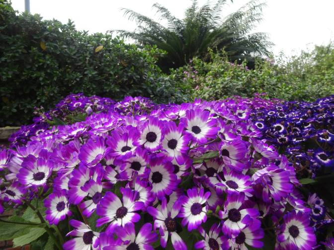 10974675_443253405833819_173734696266666787_o