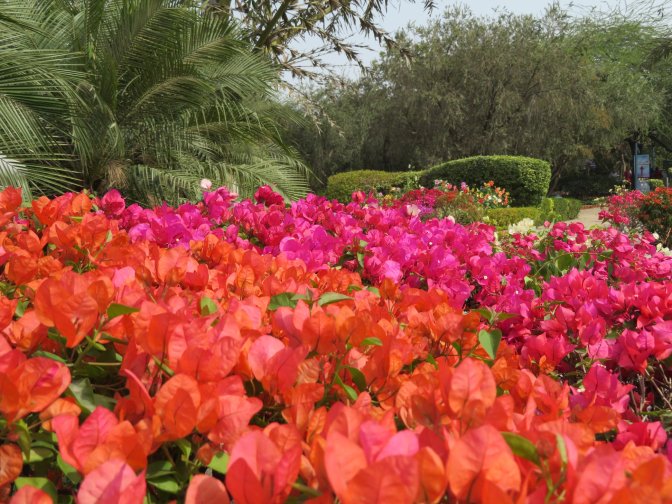 27993384_974970972662057_7936950000384308581_o